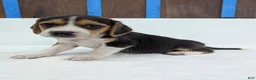 Beagle dogs for sale: Rangler - Ad 5