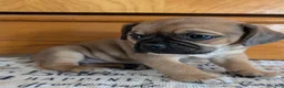 Puggle dogs for sale: Kati - Ad 20
