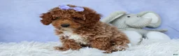 Miniature Poodle dogs for sale: WINNIE - Ad 4