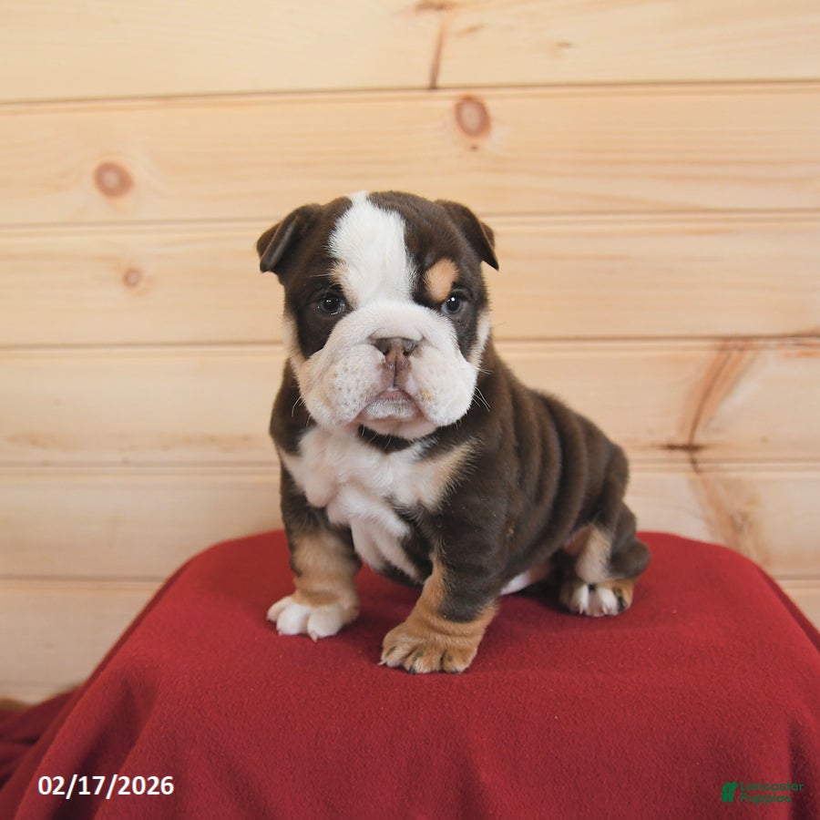 English Bulldog dogs Wiggles - Ad 1