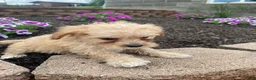 Cavapoo dogs for sale: Millie - Ad 11