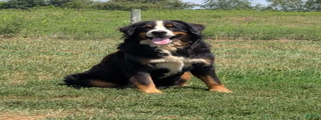 Daisy