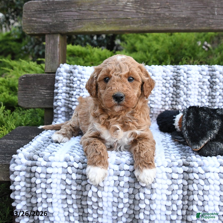 Mini Goldendoodle dogs Buddy - Ad 2