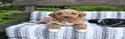 Mini Goldendoodle dogs for sale: Buddy - Ad 2