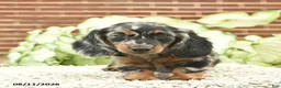 Miniature Dachshund dogs for sale: Cassie   - Ad 3
