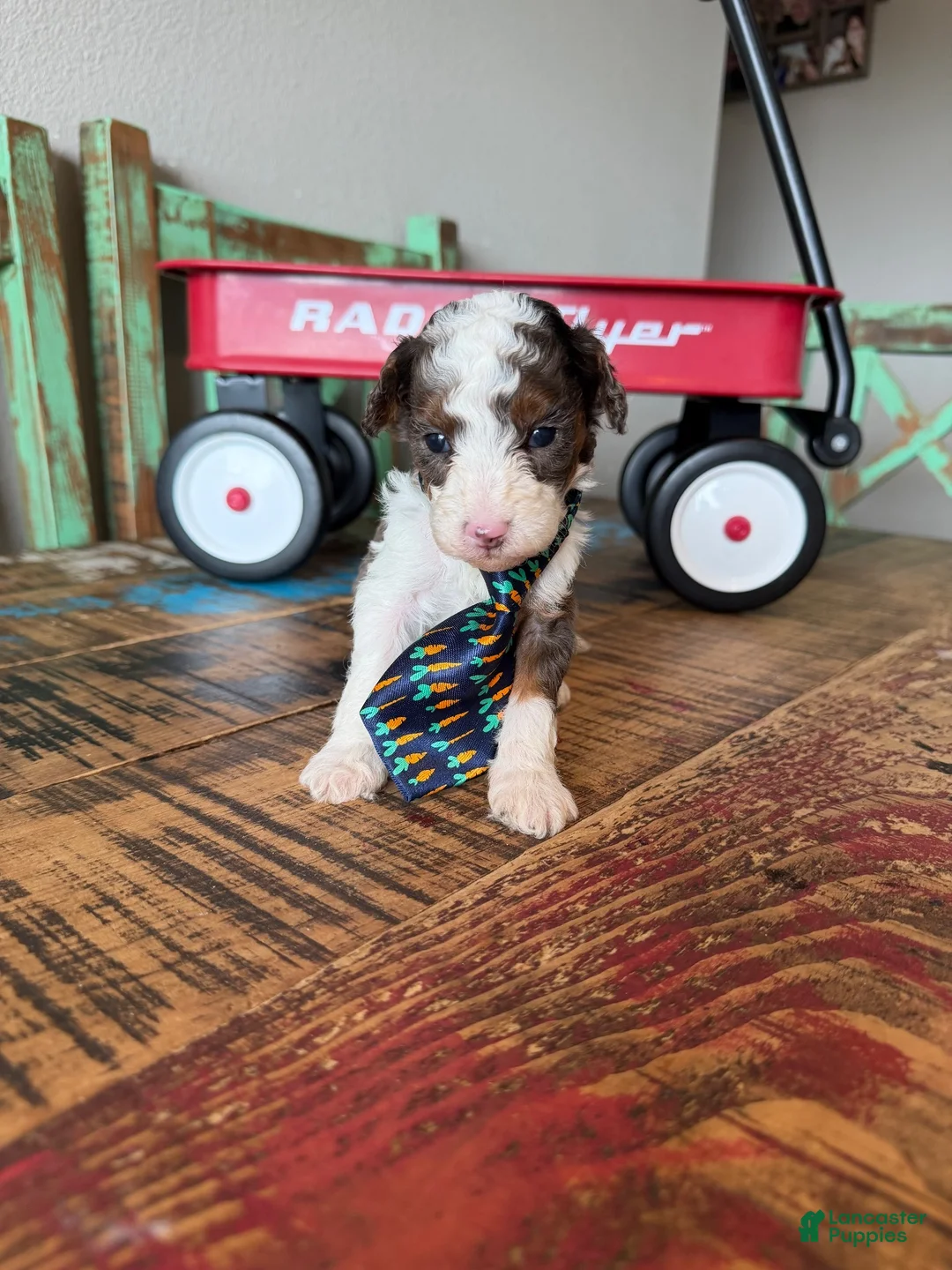 Miniature Poodle dogs for sale: Akc Clear 🧬 tested Blue Merle Phantom Parti boy - Ad 2