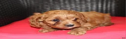 Cavapoo dogs for sale: Lilly - Ad 7