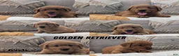 Golden Retriever dogs for sale: Hudson  - Ad 12