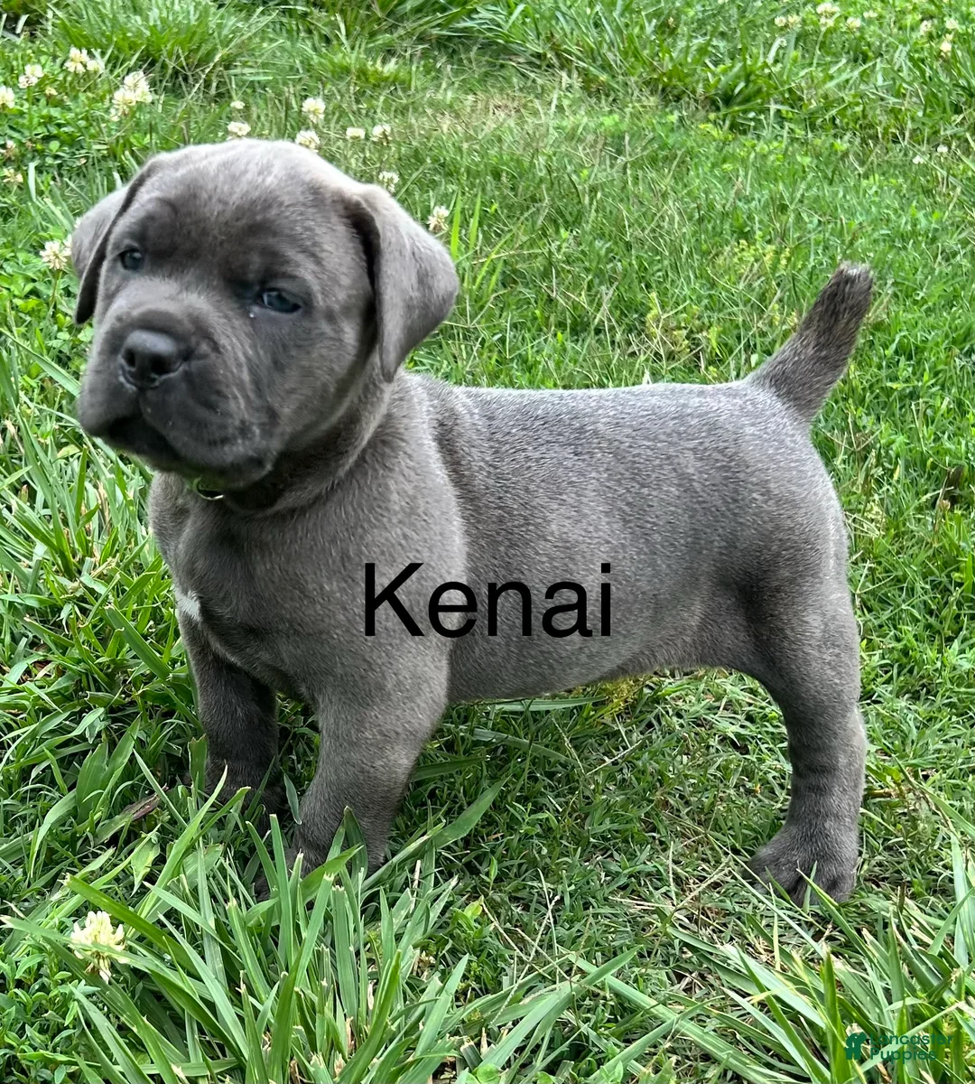 Cane Corso dogs for sale: Cane Corso kenia - Ad 1