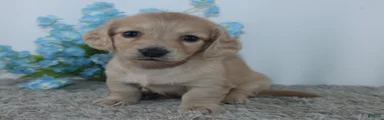 Theodore
