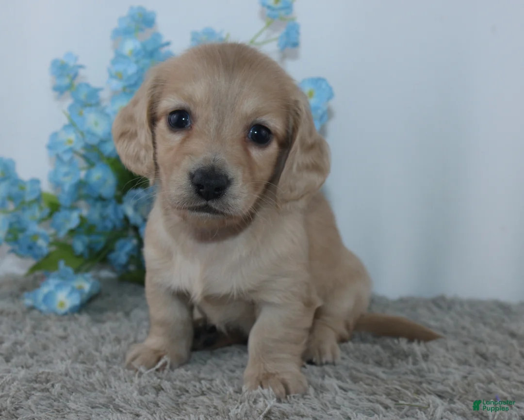 Miniature Dachshund dogs for sale: Theodore - Ad 1