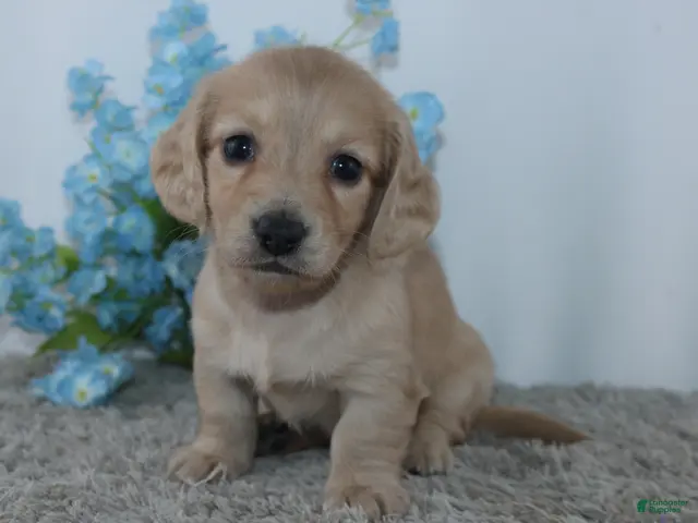 Miniature Dachshund dogs for sale: Theodore - Ad 1