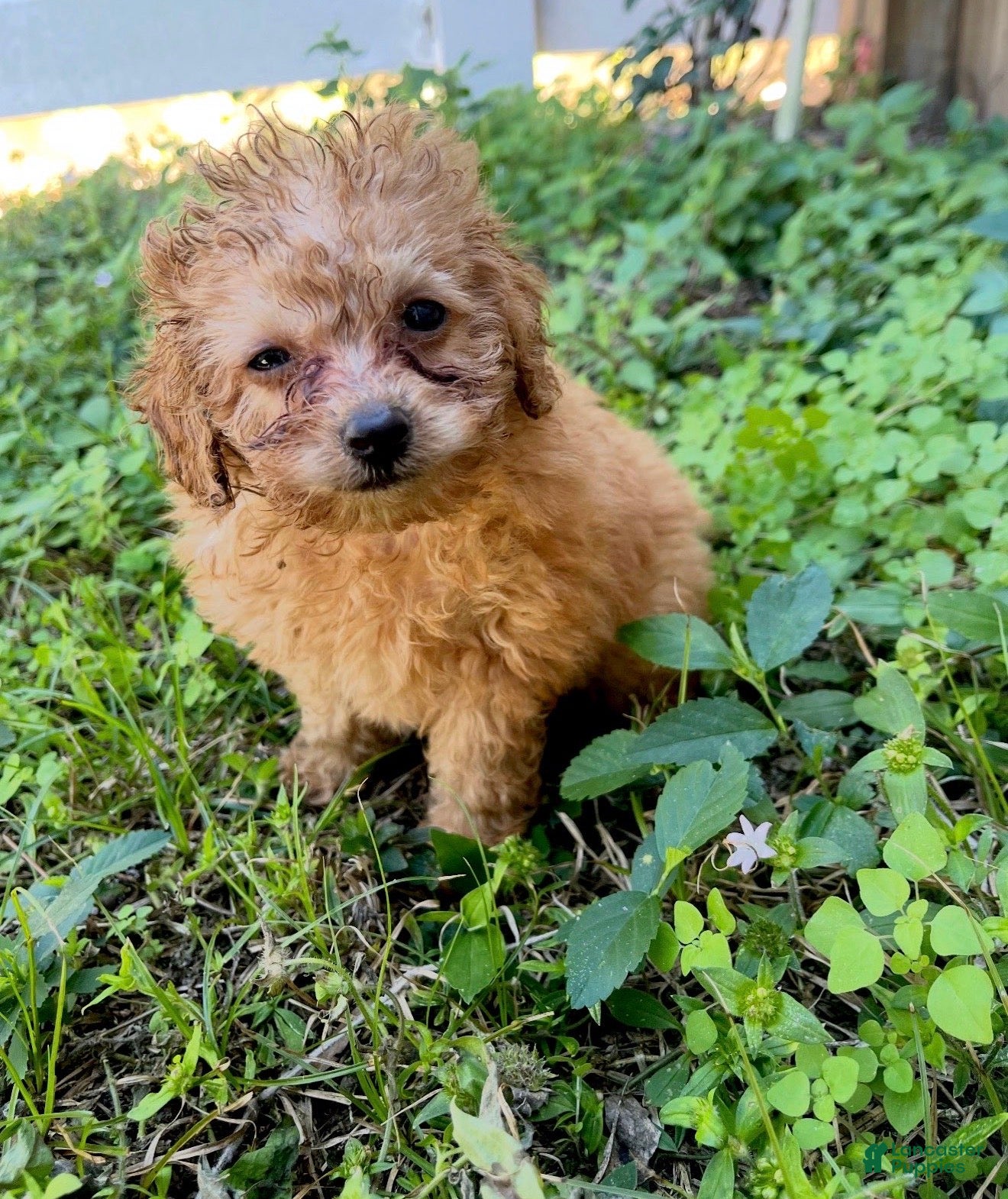 Toy Poodle dogs Toy Poodle Puppy 3 - Ad 21