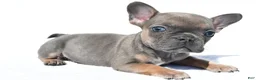 French Bulldog dogs for sale: Callie - Ad 4