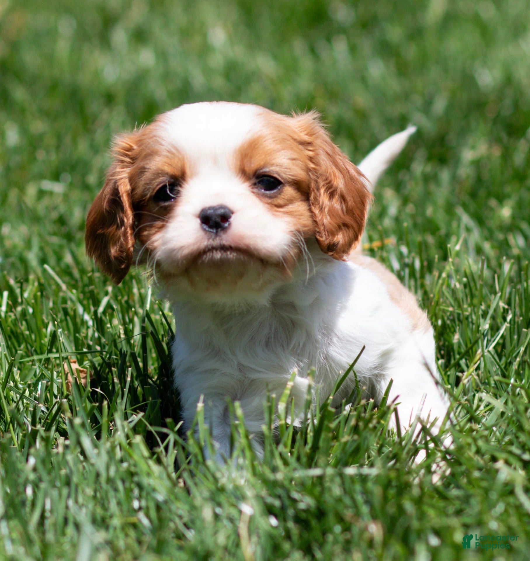 Cavalier King Charles Spaniel dogs Arlan Cavalier King Charles Spaniel Puppy  - Ad 2