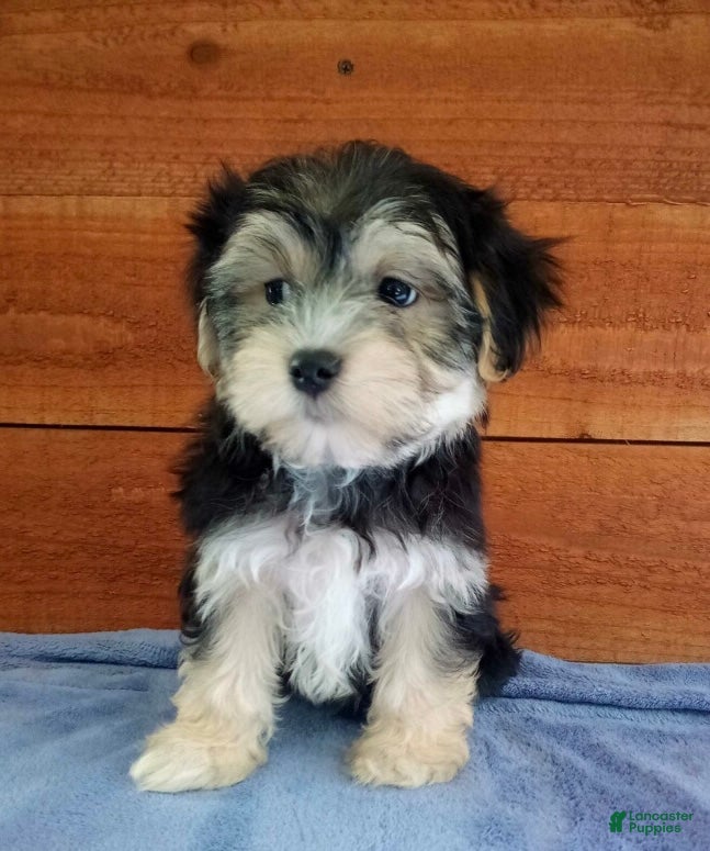 Morkie dogs Ozzy - Ad 2