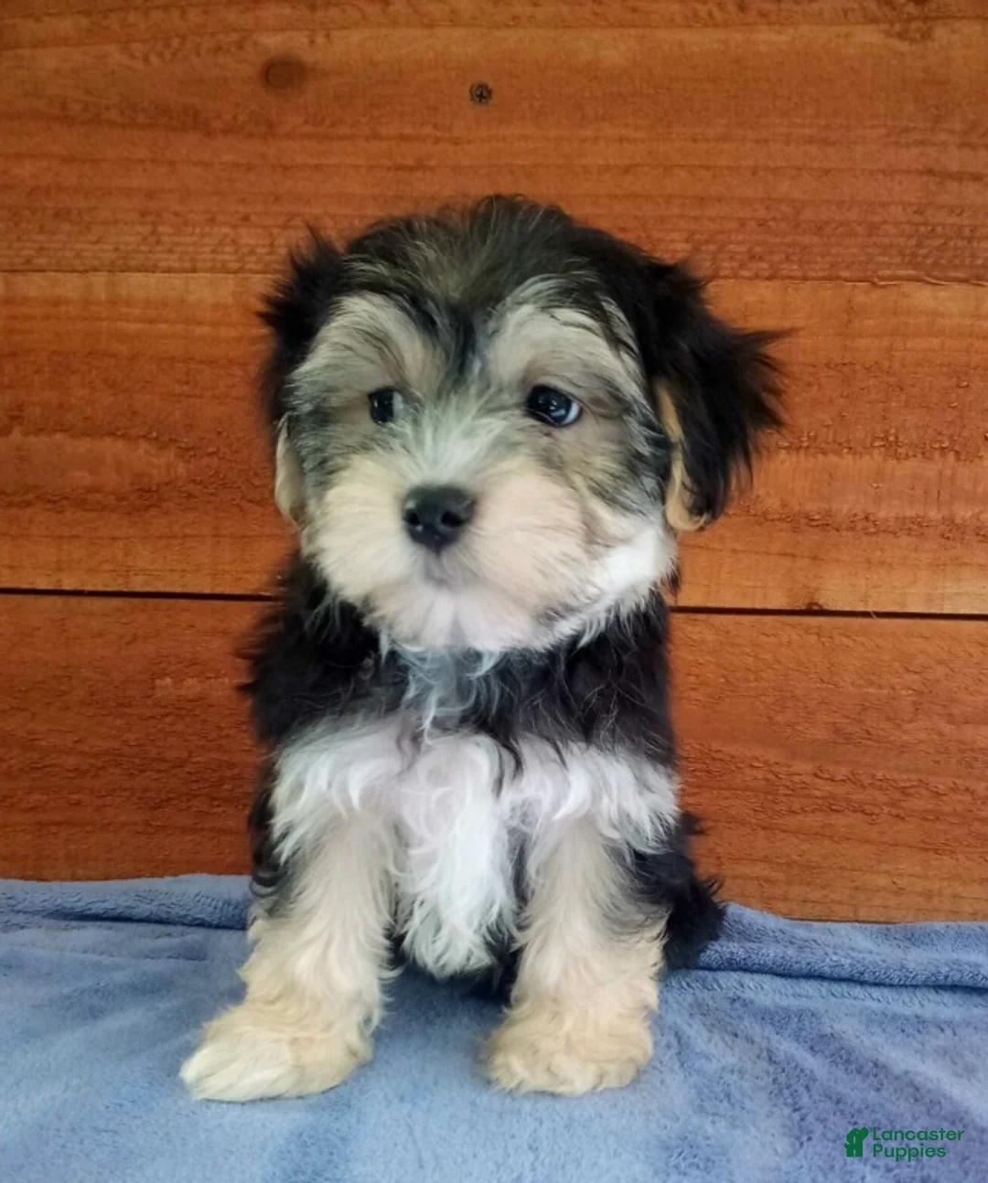 Morkie dogs for sale: Ozzy - Ad 2
