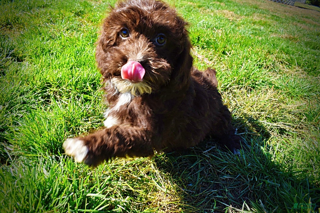 Havapoo dogs for sale: Gonzo  - Ad 9