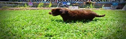Havapoo dogs for sale: Ewok - Ad 14