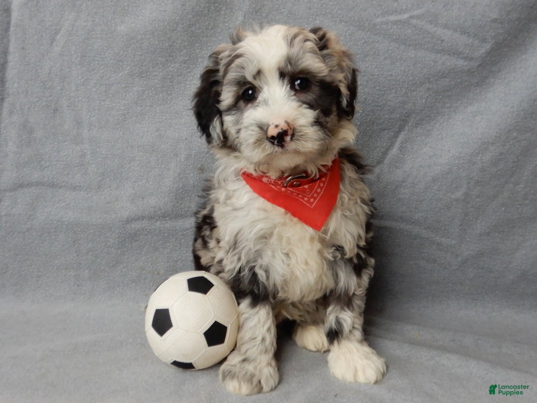 Sheepadoodle dogs for sale: Cash - Ad 1