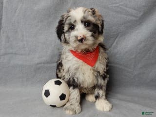 Sheepadoodle dogs Cash - Ad 1