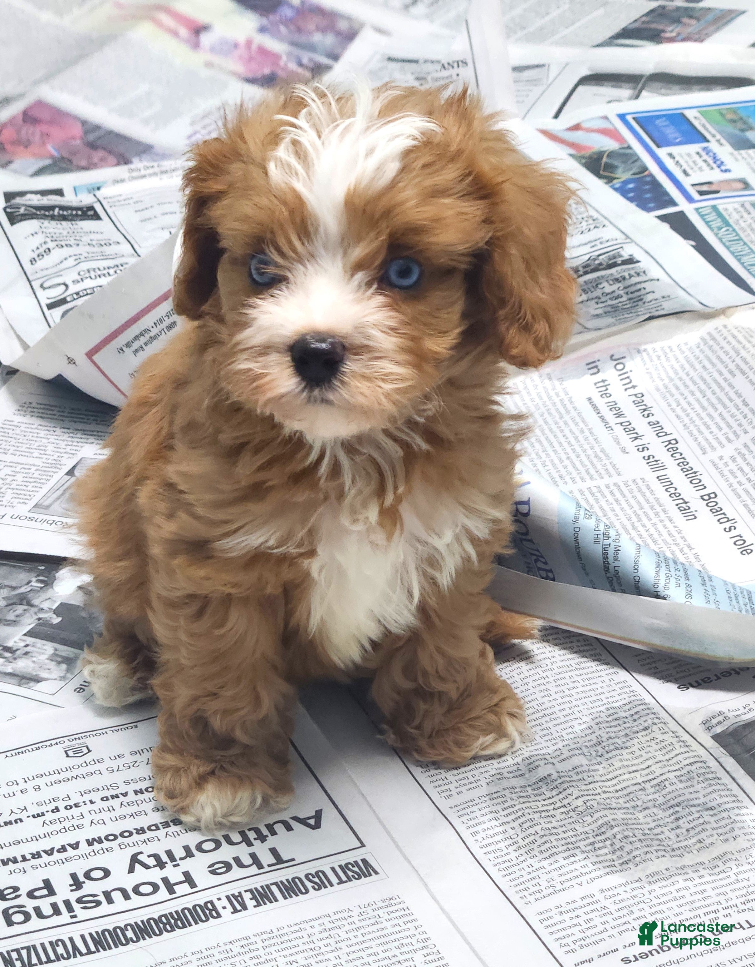 Cavapoo dogs Autumn's #5 Male - Ad 38