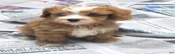 Cavapoo dogs for sale: Autumn's #5 Male - Ad 5