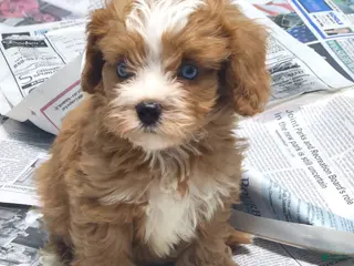 Cavapoo dogs Autumn's #5 Male - Ad 38
