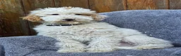 Goldendoodle dogs for sale: Buster - Ad 4