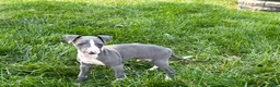 Italian Greyhound dogs for sale: Shane - Ad 7