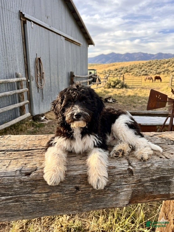 Mini Sheepadoodle dogs Trey - Ad 2
