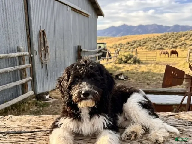 Mini Sheepadoodle dogs Trey - Ad 2