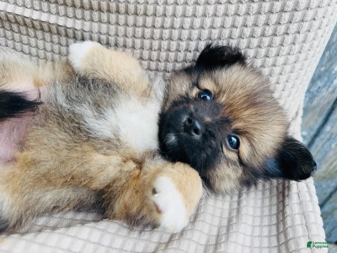 Mixed Breed dogs for sale: Mixed Breed 5 - Ad 1