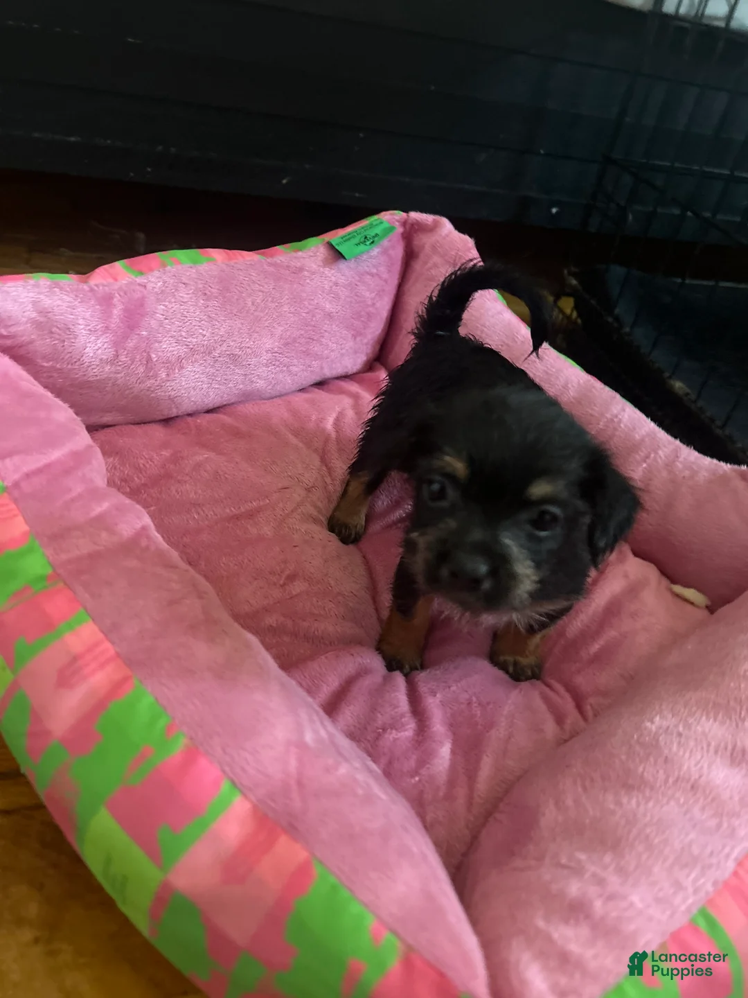 Mixed Breed dogs for sale: Luna - Ad 2