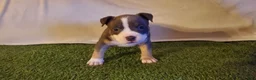American Bully dogs for sale: American Bully 6 - Ad 2