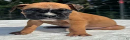 Boxer dogs for sale: Austin - Ad 7
