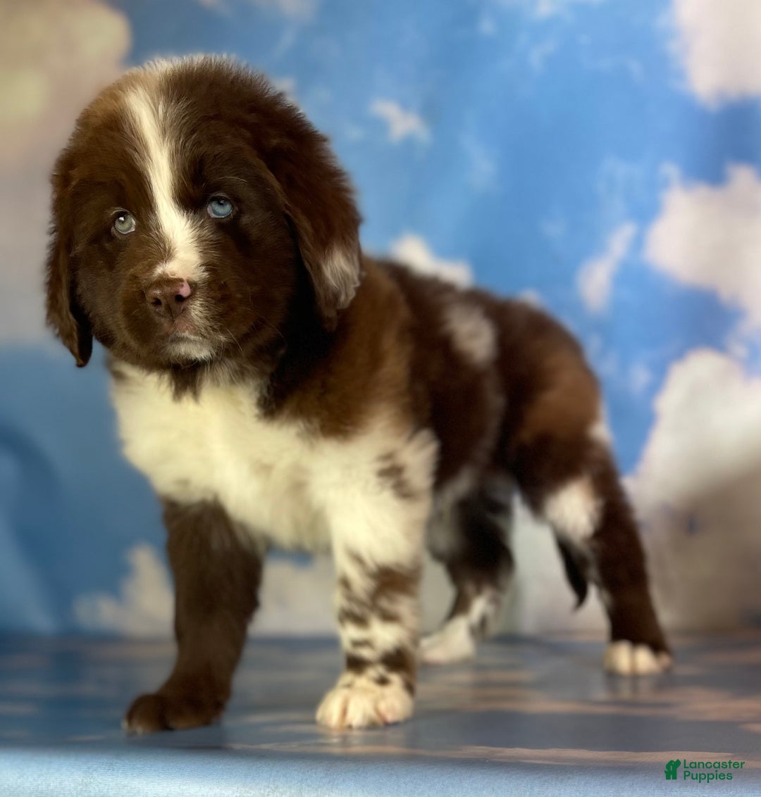 Mixed Breed dogs for sale: Einstein - Ad 1