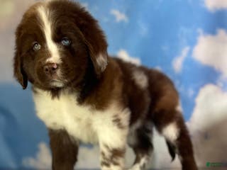 Mixed Breed dogs Einstein - Ad 40