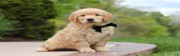 Golden Retriever dogs for sale: Anson - Ad 1