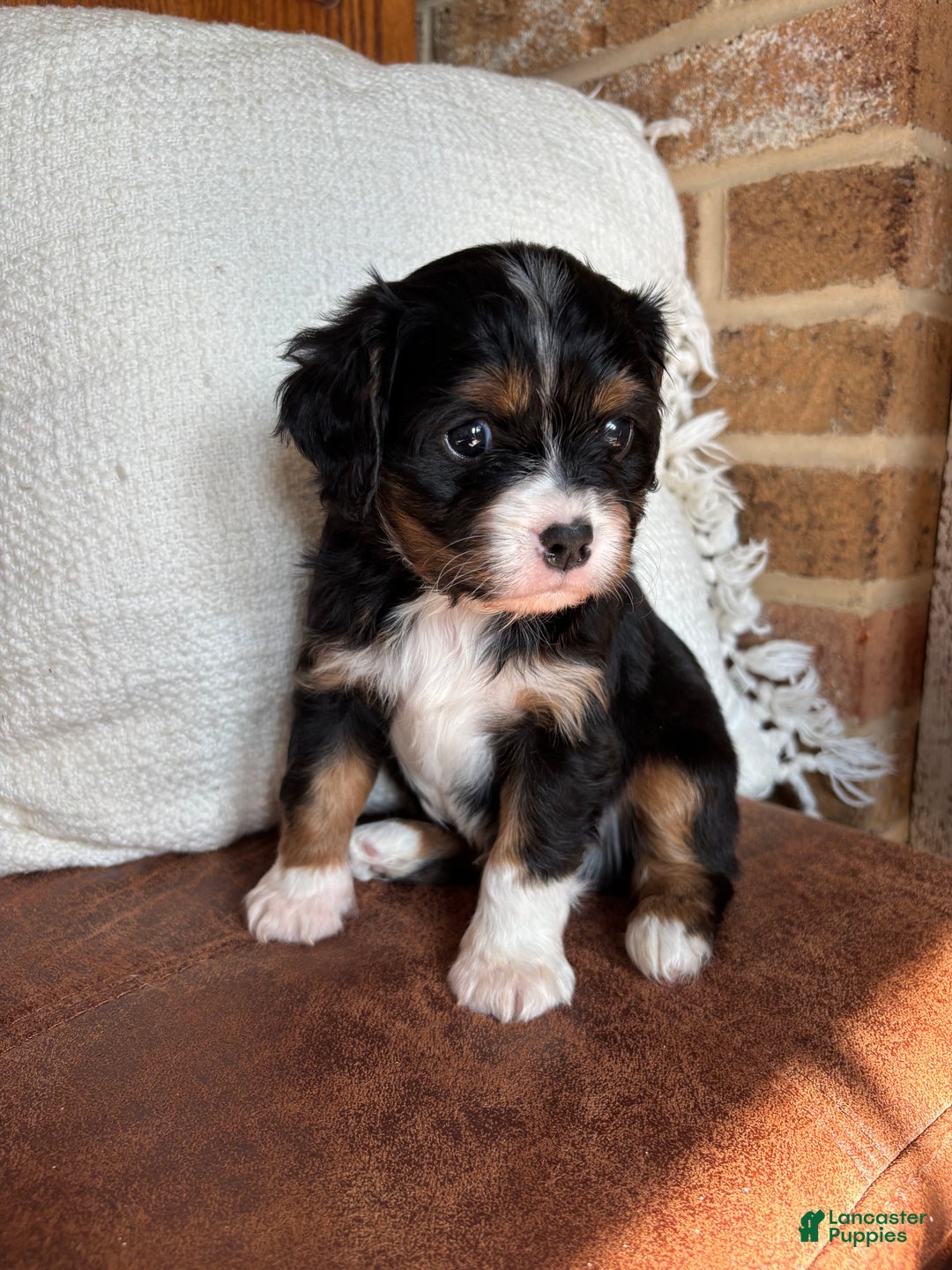 Miniature Bernese Mountain Dog dogs for sale: Muskrat - Ad 1