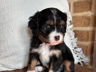 Miniature Bernese Mountain Dog dogs Muskrat - Ad 3