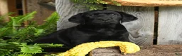 Labrador Retriever dogs for sale: Bear - Ad 1