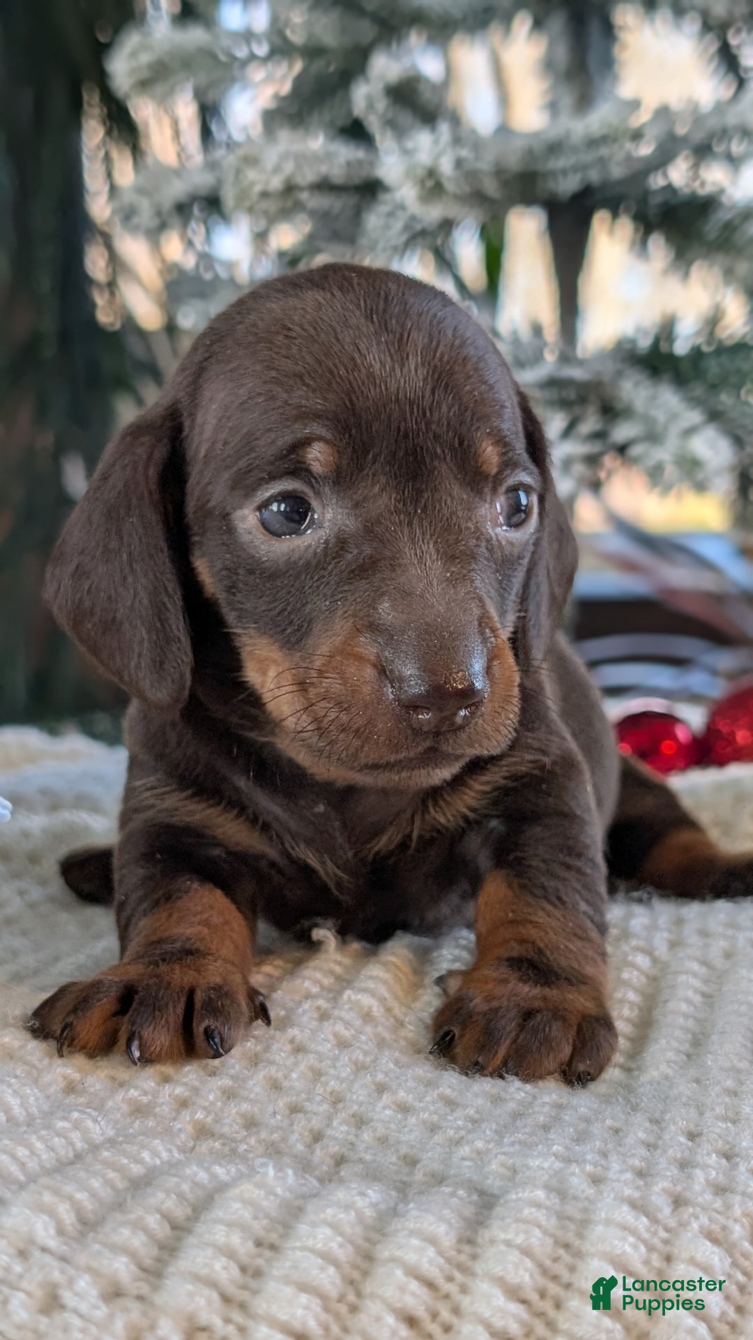 Miniature Dachshund dogs for sale: Izzy - Ad 4