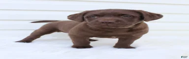 Myla AKC