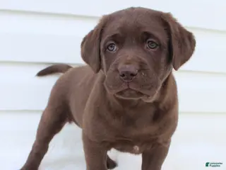 Labrador Retriever dogs for sale: Myla AKC - Ad 1