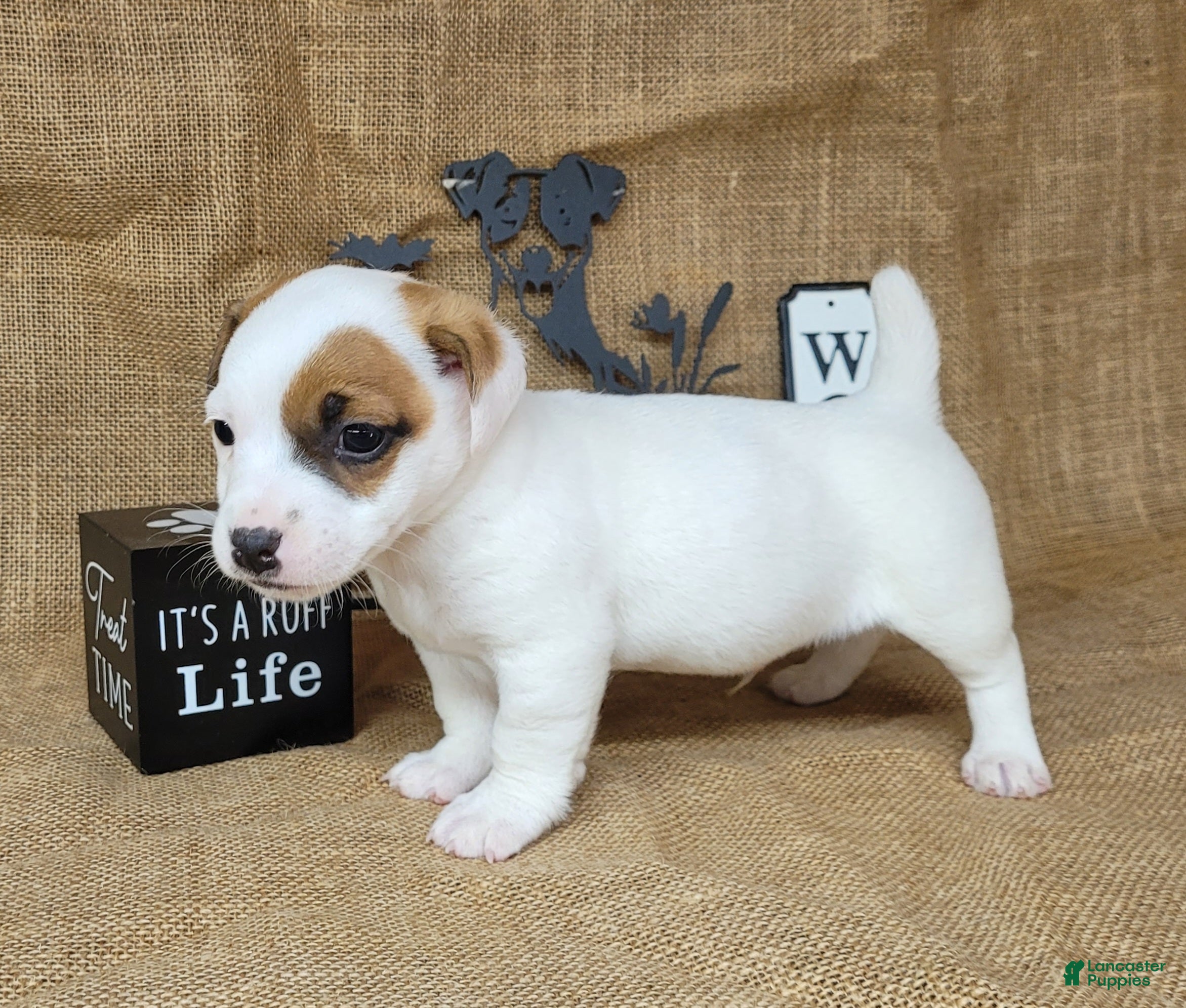 Jack Russell Terrier dogs NASH purebred CKC Registered  - Ad 38