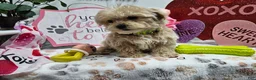 Maltipoo dogs for sale: Maltipoo Rambo Jaye - Ad 4