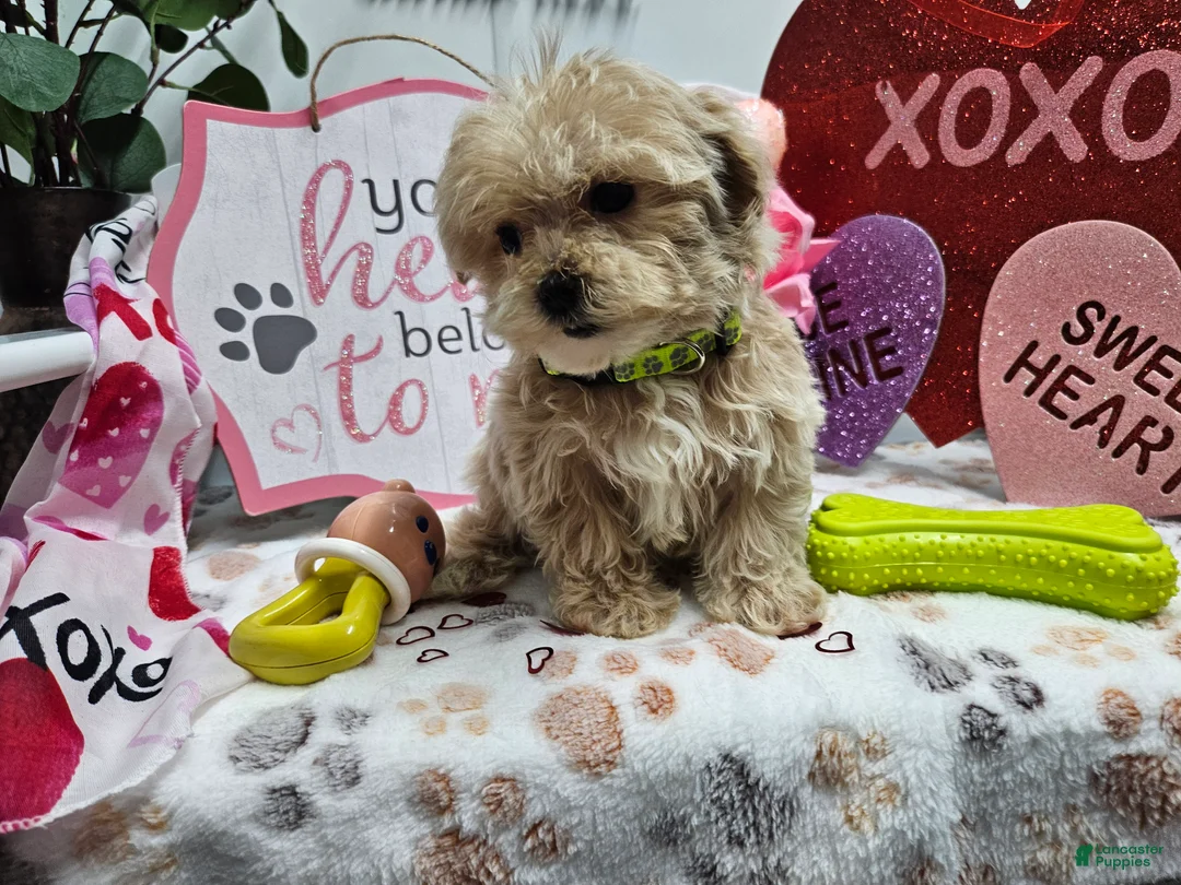Maltipoo dogs for sale: Maltipoo Rambo Jaye - Ad 4