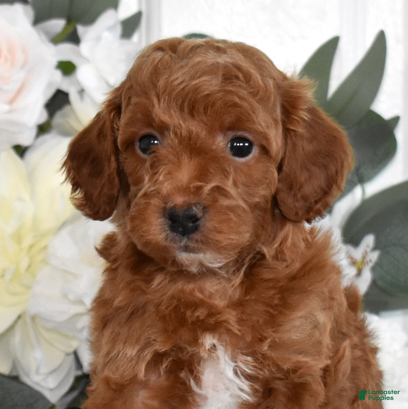 Toy Poodle dogs Patrick  - Ad 1