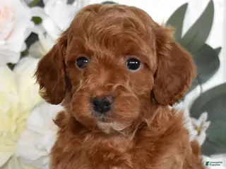 Toy Poodle dogs for sale: Patrick - Ad 1